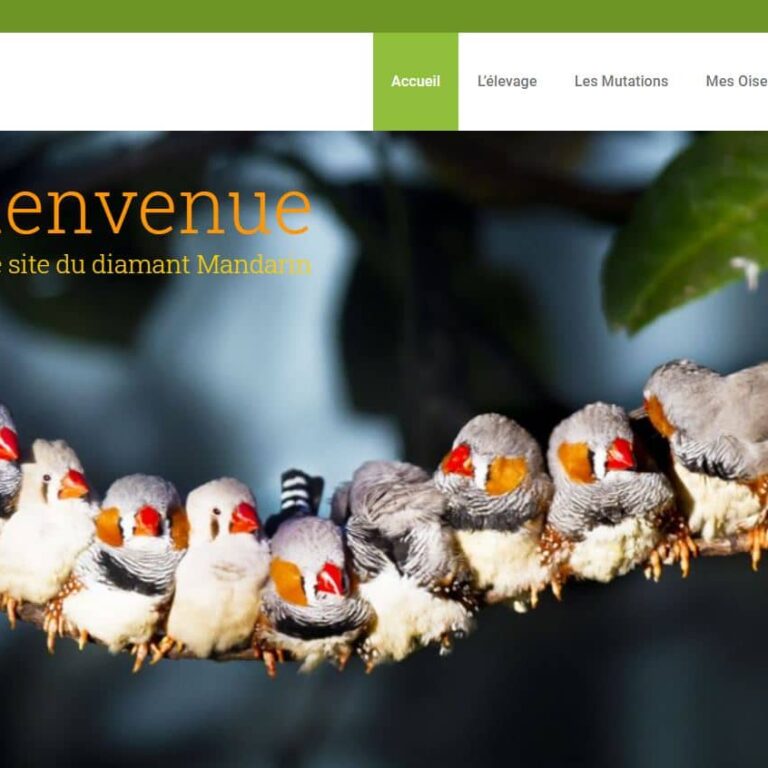 My-Good-site-Diamant-Mandarin le diamant mandarin